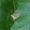 Archips sp.